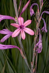 watsonia pyramidata thumbnail graphic